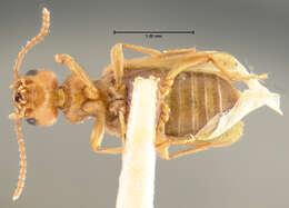 صورة Tanarthrus (Tanarthropsis) salicola Le Conte 1875