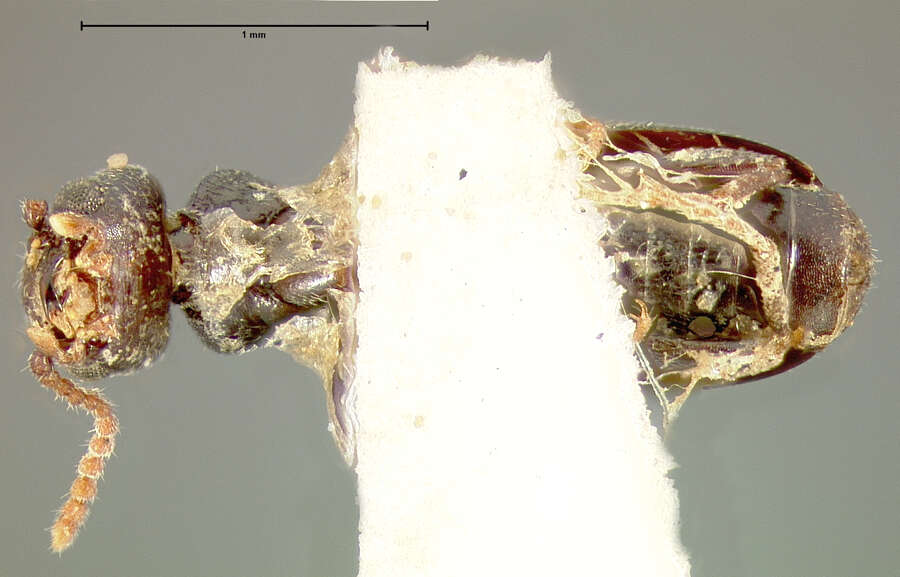 صورة Tanarthrus (Tanarthropsis) alutaceus (Le Conte 1852)