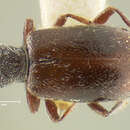 Image of Anthicus scabriceps Le Conte 1850