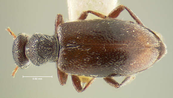 Sivun Anthicus scabriceps Le Conte 1850 kuva