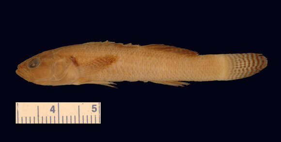 Imagem de Etheostoma kennicotti (Putnam 1863)