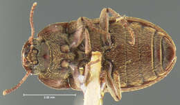 Image of Blapstinus auripilis Horn 1870