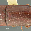 Image of Mycotrogus angustus Horn 1870