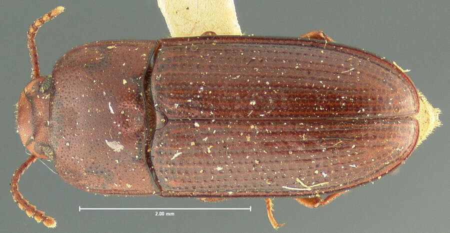 Image of Mycotrogus angustus Horn 1870