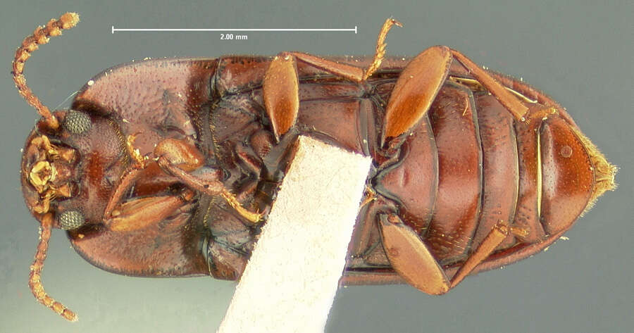 Image of Mycotrogus angustus Horn 1870