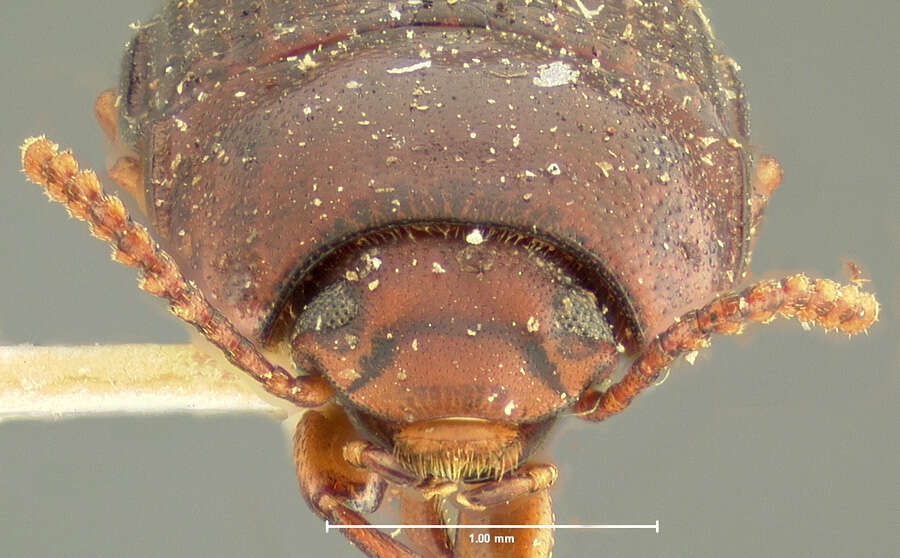 Image of Mycotrogus angustus Horn 1870