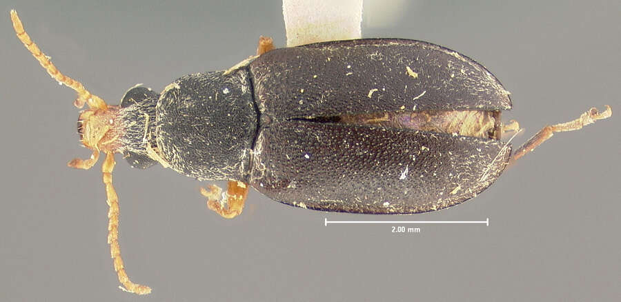 Image of palm and flower beetles