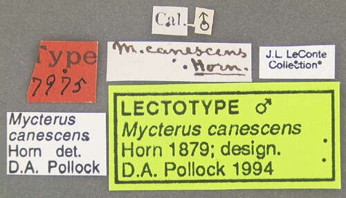 Imagem de Mycterus canescens Horn 1879