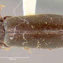 Image of <i>Lacconotus pinicola</i>