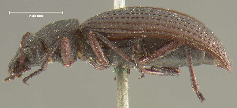 Image of Helops arizonensis Horn 1874