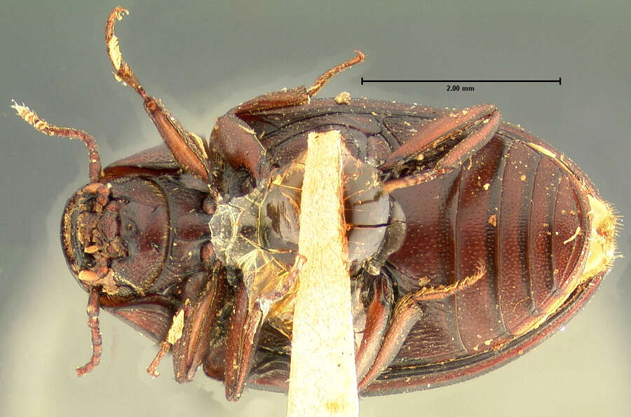 Image of Hyporhagus gilensis opuntiae Horn 1872