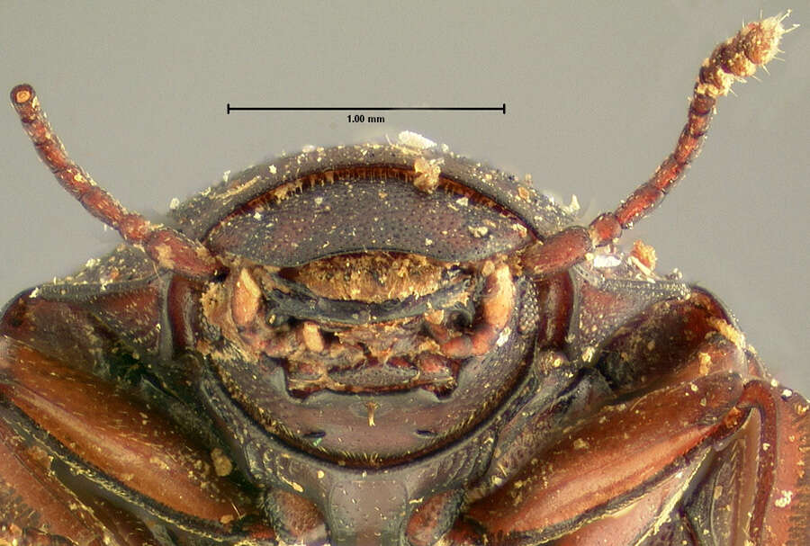 Image of Hyporhagus gilensis opuntiae Horn 1872