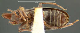 Image of Notoxus nuperus Horn 1884