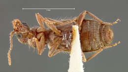 Image of Notoxus calcaratus Horn 1884