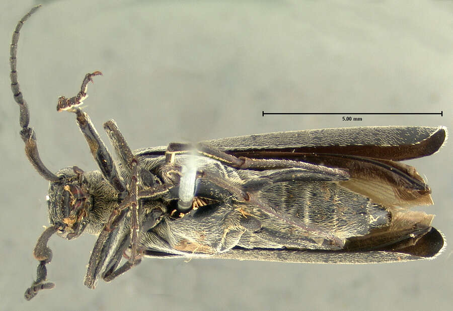 Слика од Epicauta (Macrobasis) torsa (Le Conte 1853)