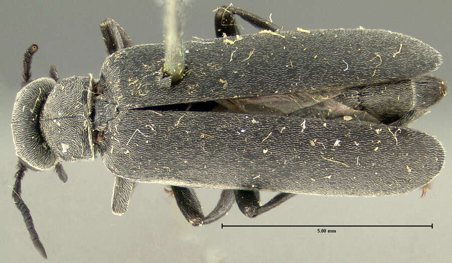 Слика од Epicauta (Epicauta) pruinosa Le Conte 1866