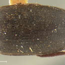 Image de Eustrophopsis arizonensis (Horn 1888)