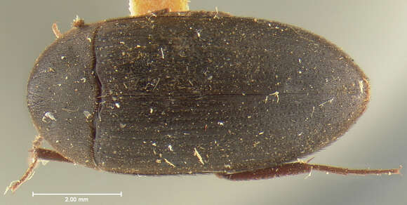 Image de Eustrophopsis arizonensis (Horn 1888)