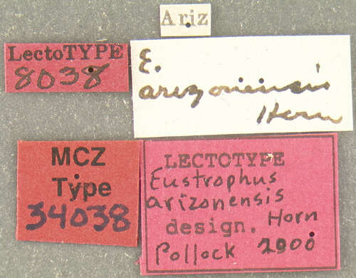 Image de Eustrophopsis arizonensis (Horn 1888)