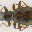 Image of Polyblastus tibialis (Cresson 1864)