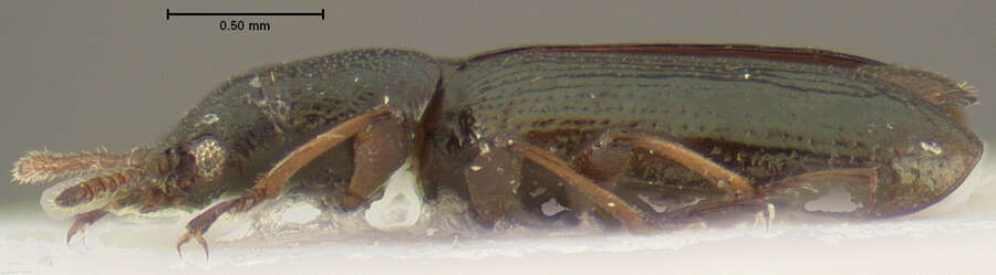 Image of Polyblastus tibialis (Cresson 1864)