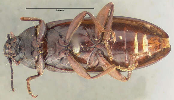 Image of Hymenorus spinifer Horn 1894