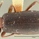 Image of Statira (Statira) pluripunctata Horn 1888