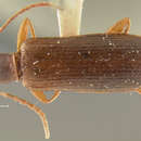 Image of Statira (Statira) opacicollis Horn 1888