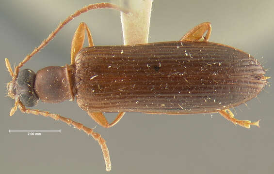 Image of Statira (Statira) opacicollis Horn 1888