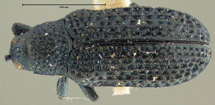 Imagem de Microrhopala floridana Schwarz 1878