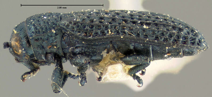 Sivun Microrhopala floridana Schwarz 1878 kuva