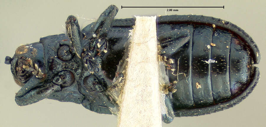 Imagem de Microrhopala floridana Schwarz 1878