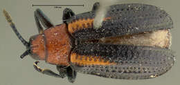 Sivun Microrhopala vittata (Fabricius 1798) kuva