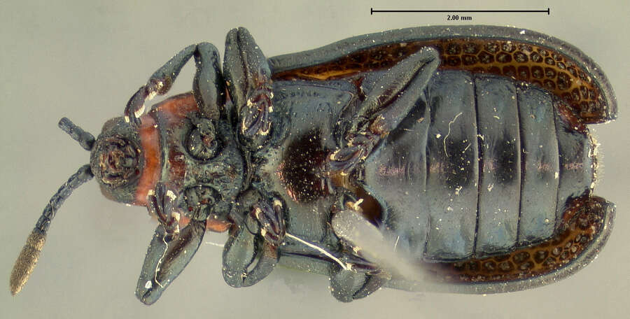 Imagem de Microrhopala vittata (Fabricius 1798)