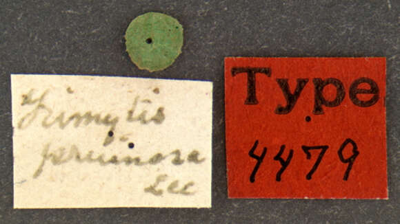 Image of Trimytis Le Conte 1851