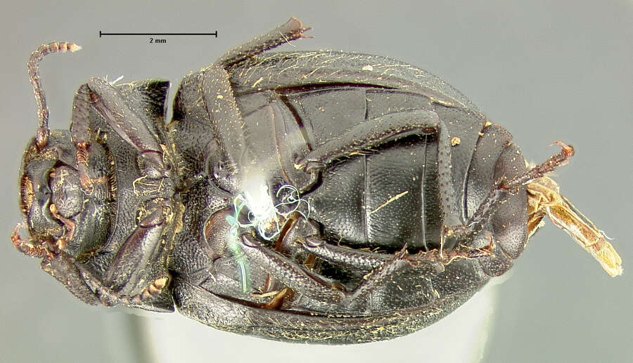 Image of Auchmobius sublaevis Le Conte 1851