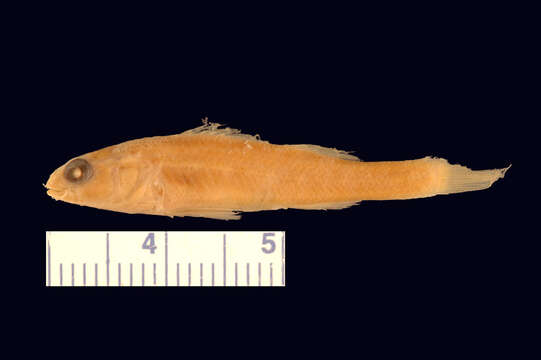 Image of Iowa Darter