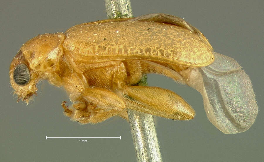 Image of Luperaltica nigripalpis (J. L. Le Conte 1859)