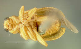 Image of Luperaltica nigripalpis (J. L. Le Conte 1859)