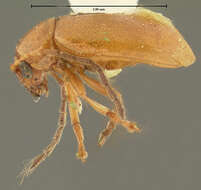 Image of Longitarsus subrufus J. L. Le Conte 1859