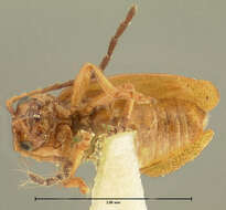 Image of Longitarsus subrufus J. L. Le Conte 1859