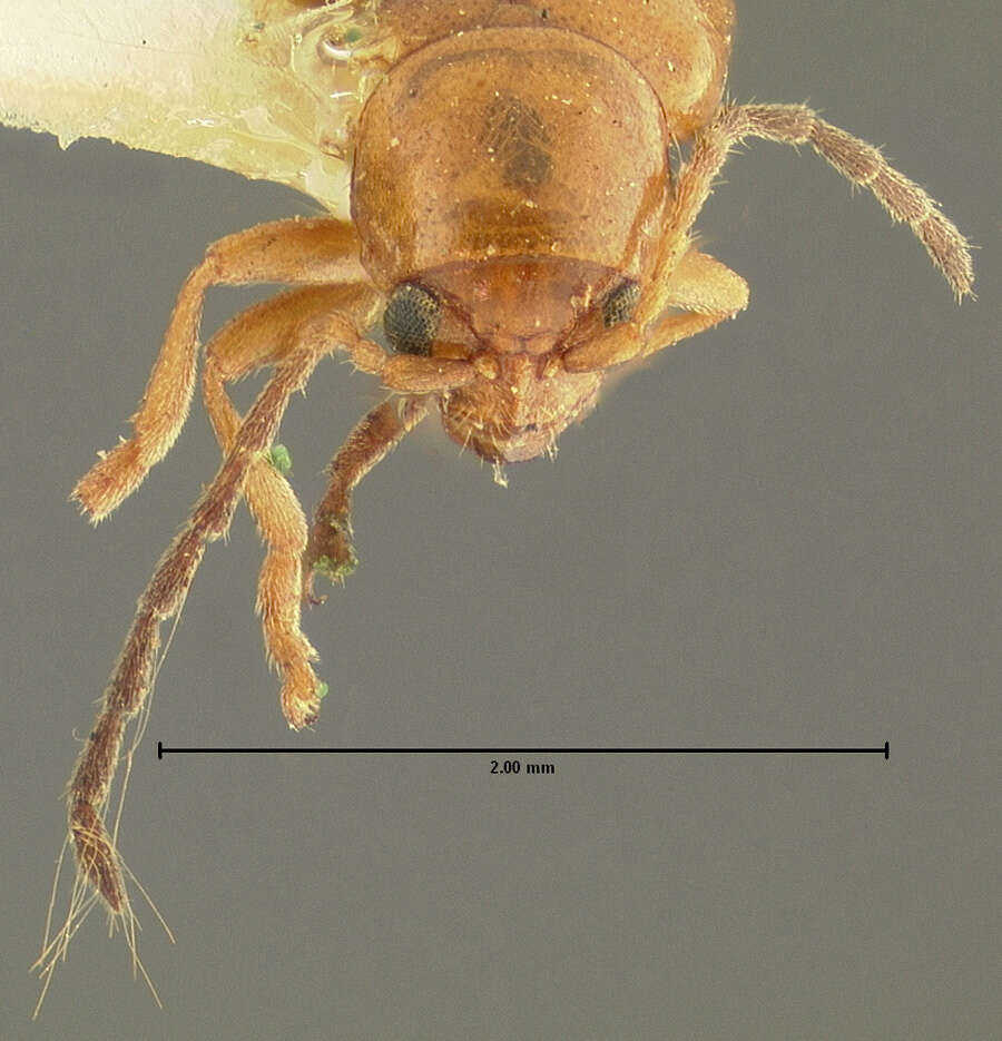 Image of Longitarsus subrufus J. L. Le Conte 1859