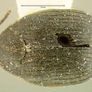 صورة Sennius cruentatus (Horn 1873)