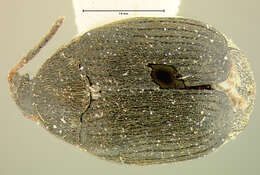 صورة Sennius cruentatus (Horn 1873)