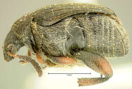 صورة Sennius cruentatus (Horn 1873)