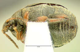 صورة Sennius cruentatus (Horn 1873)