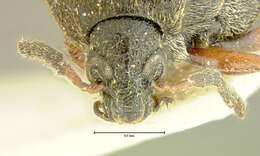 صورة Sennius cruentatus (Horn 1873)