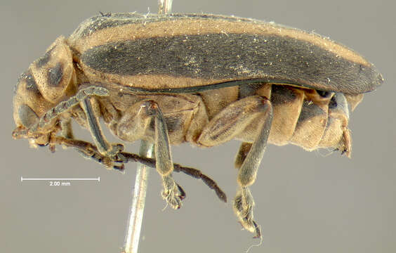 Image of Derospidea