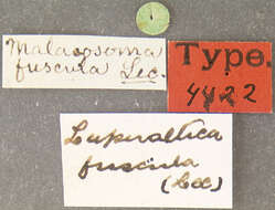 Image of Luperaltica nigripalpis (J. L. Le Conte 1859)