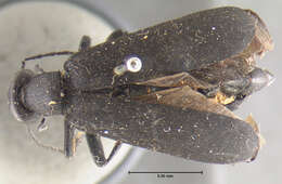 Image of Margined Blister Beetle